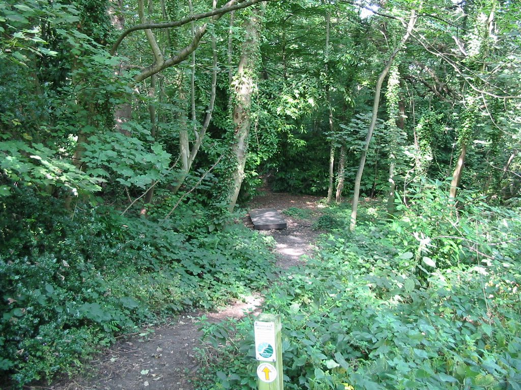 Clements Wood