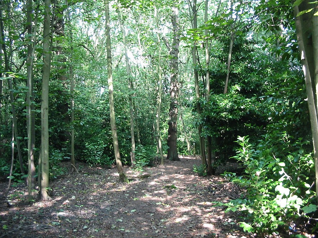 Clements Wood