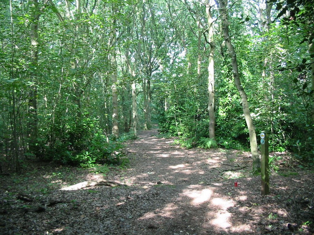 Clements Wood