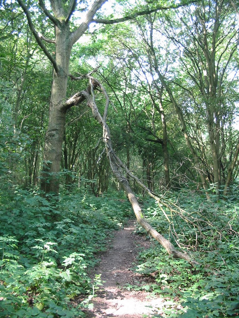Clements Wood