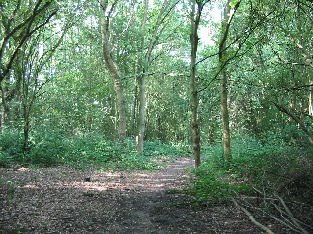Clements Wood