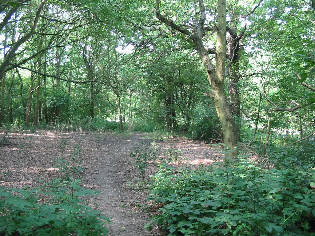 Clements Wood