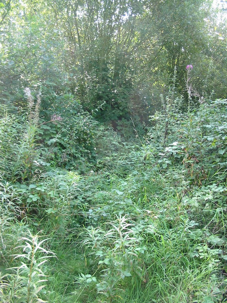 Overgrown path