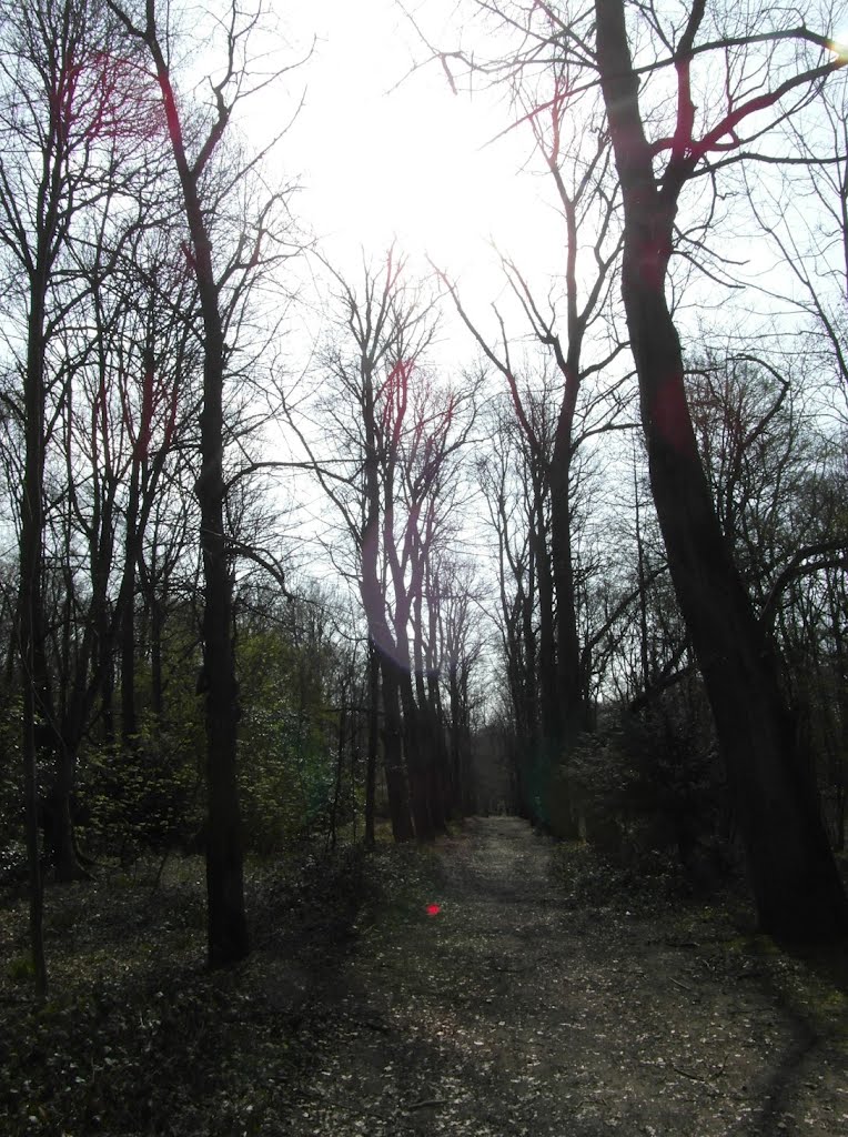 Shenfield Common