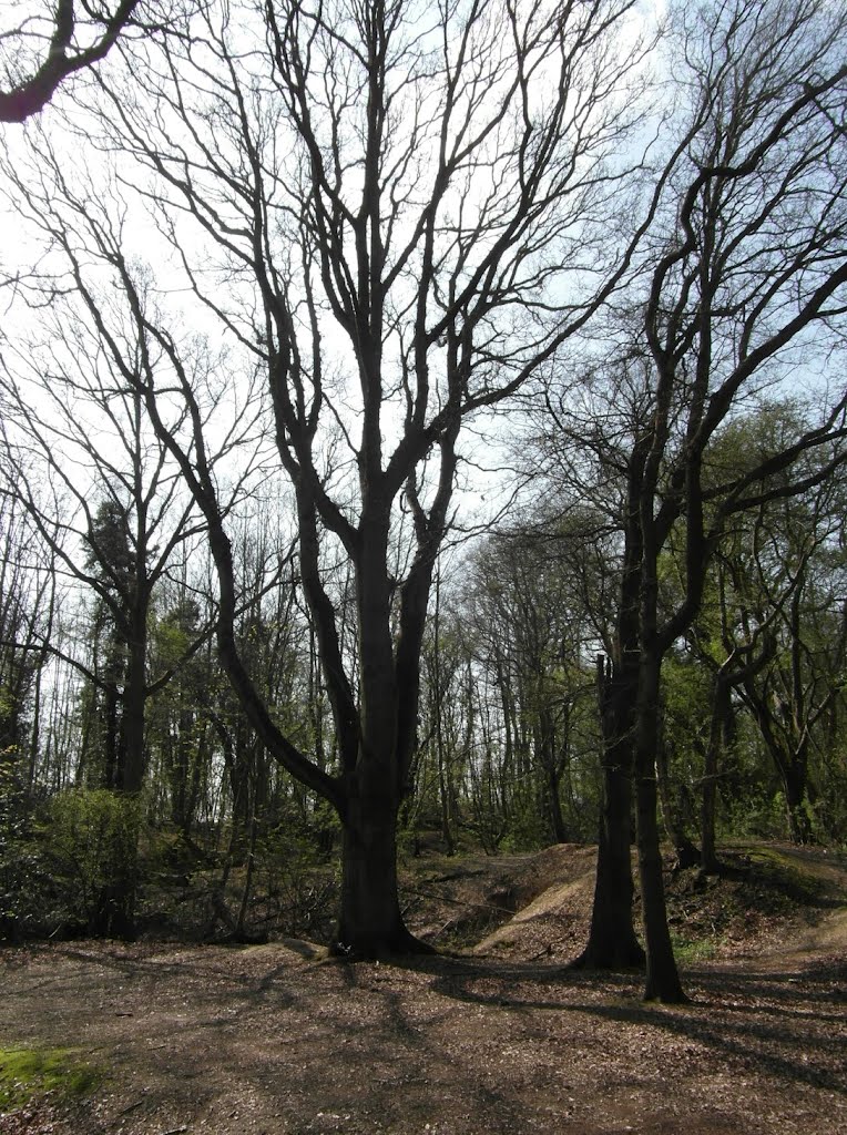Path through Shenfield Common
