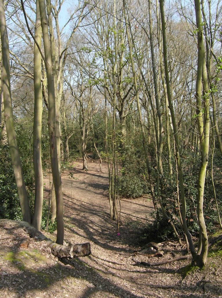 Shenfield Common
