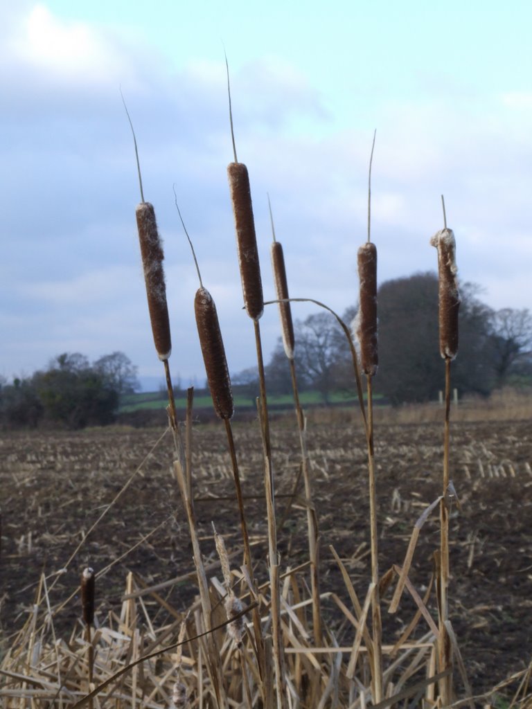 Somerset Levels
