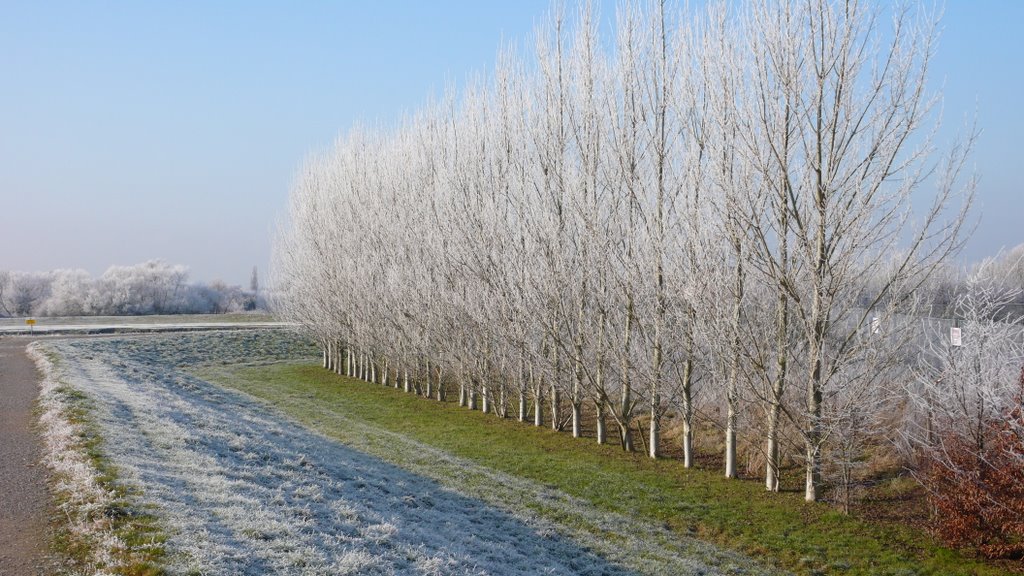 FrostyTrees along the path of the River Parrett