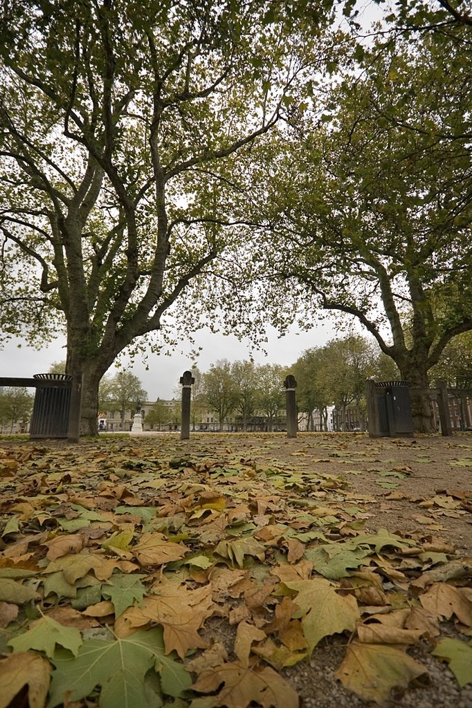 Autumn leaves in Queens Square