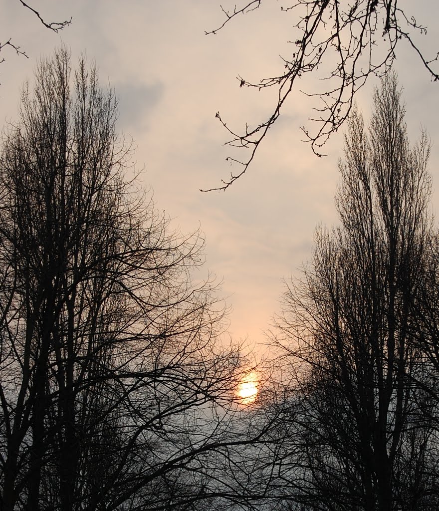 Sunset behind trees