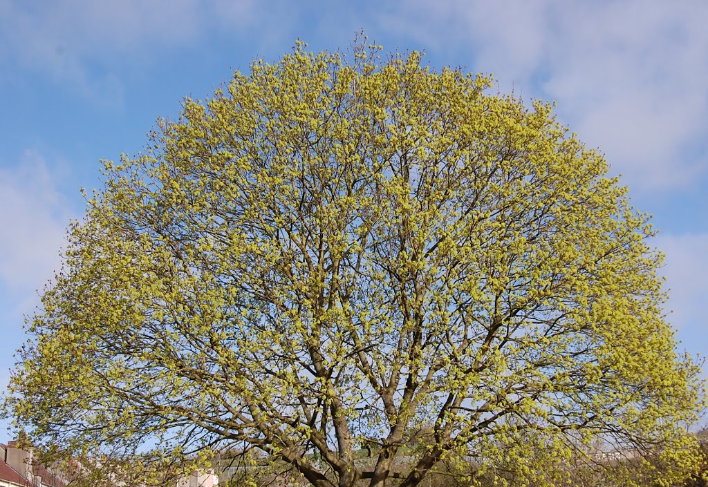 New Leaves