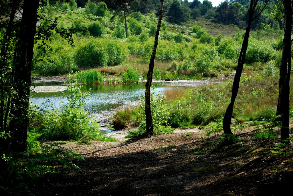the pond, delph wood