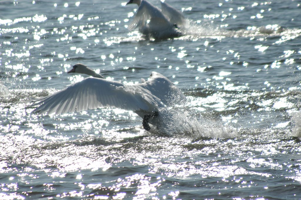 Swans