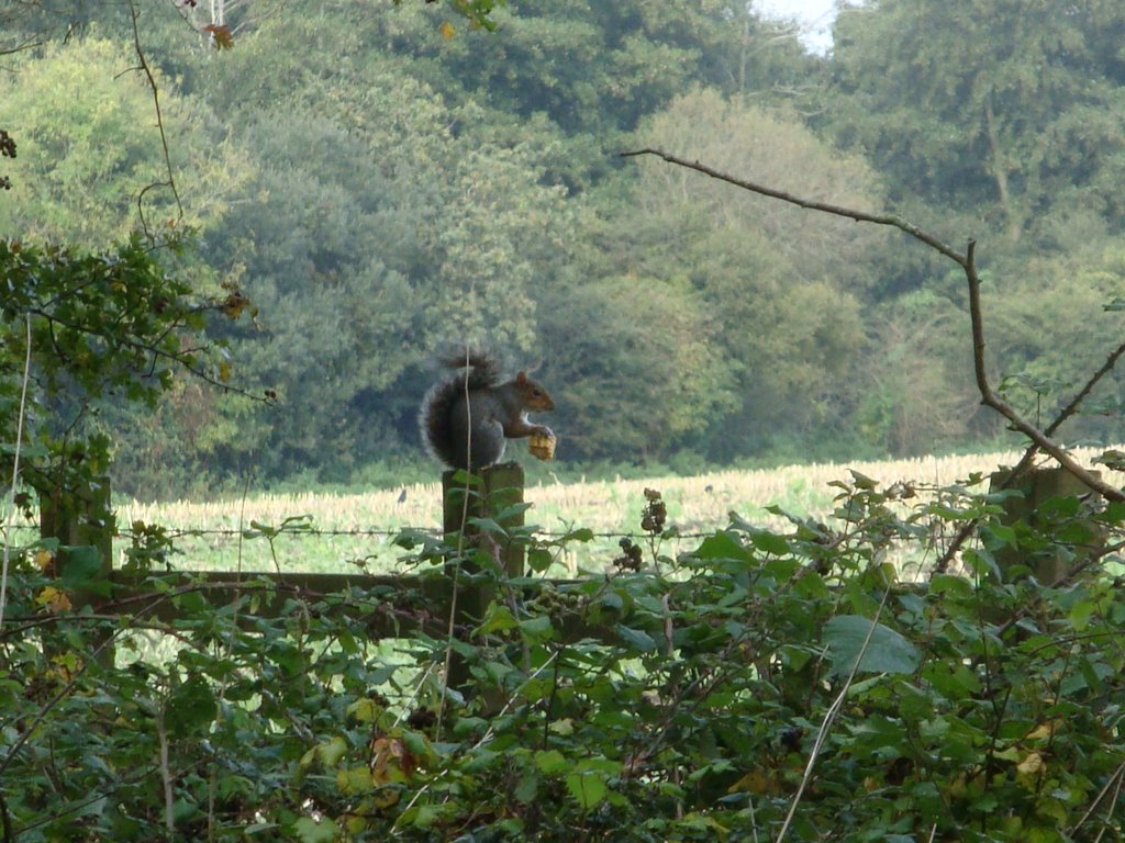 Squirell, Upton Country Park, Poole