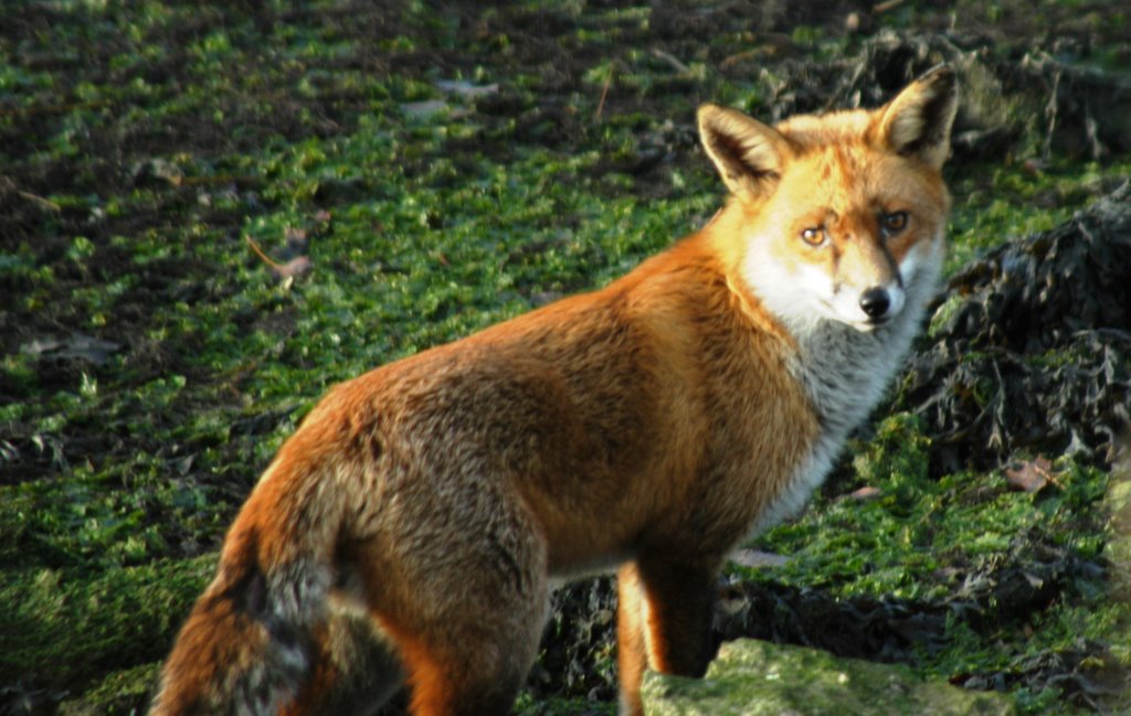 Fox ,Christmas Day , Holes bay .