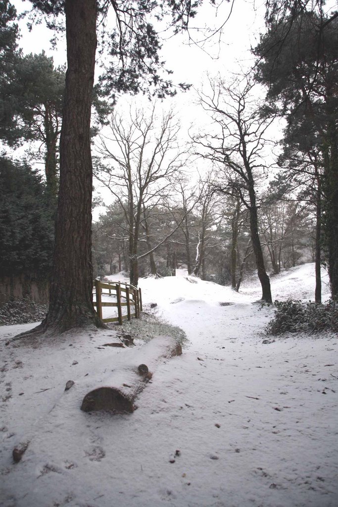 Creekmoor Wood