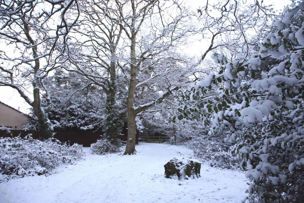 Creekmoor Wood