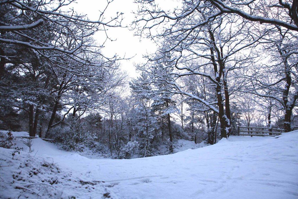 Creekmoor Wood