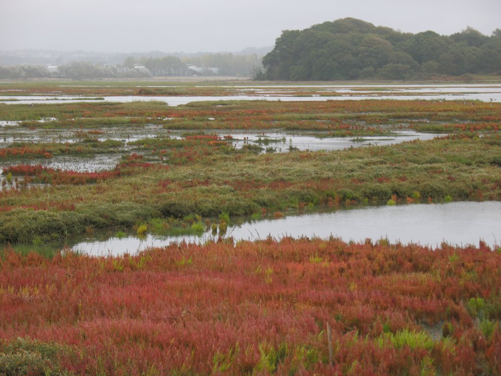 Samphire at Poole Harbour, Dorset