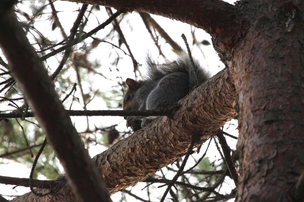 Eastern Gray, or Grey Squirrel (Sciurus carolinensis)