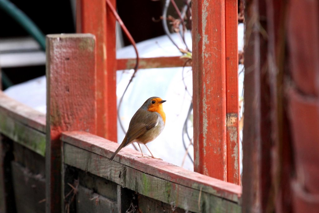 European Robin (Erithacus rubecula)