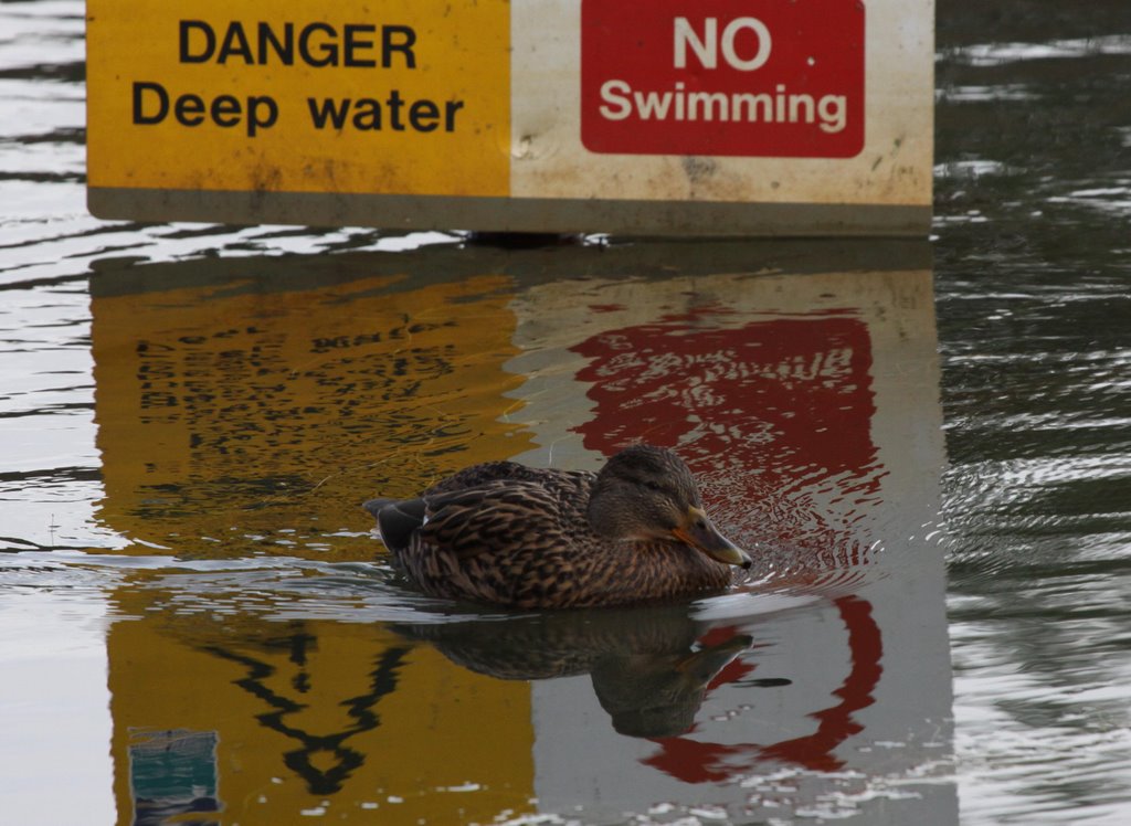 Proof That Ducks Cant Read!! Female Mallard (Anas platyrhynchos)