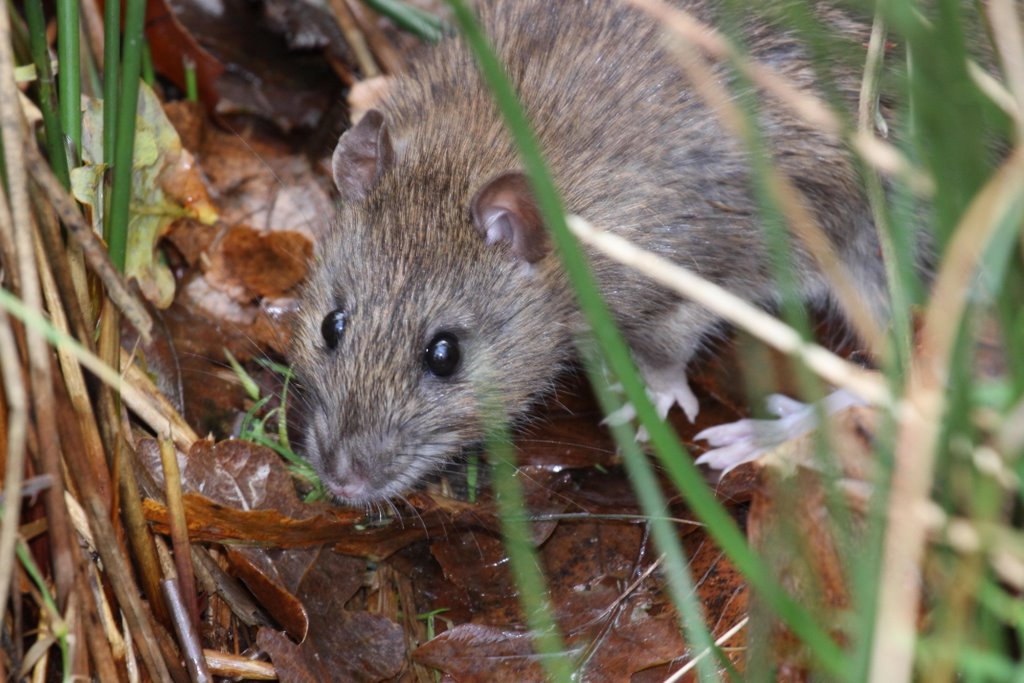 Common or Brown Rat (Rattus norvegicus)