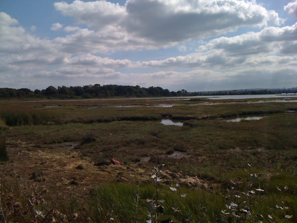 Marsh at Poole, near Upton Country Park
