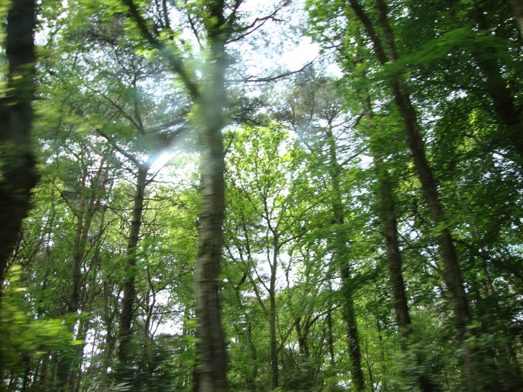 Delph woods from the number 3 bus on Gravel Hill