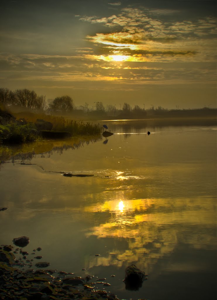mellow yellow