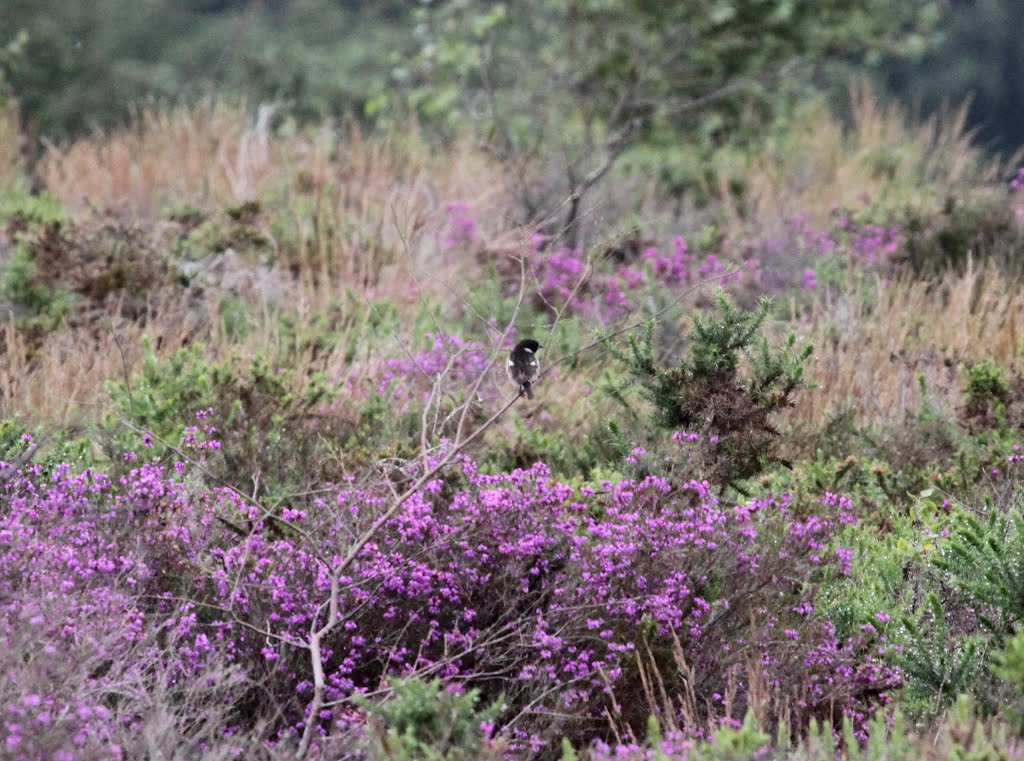 Stonechat (Saxicola torquata)
