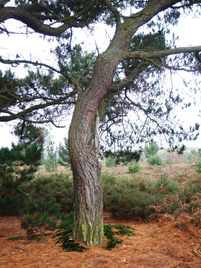 trees on the heath