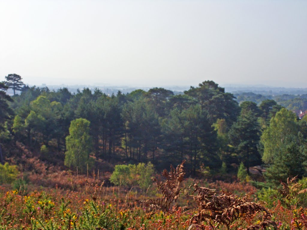 Horizon from Canford Heath