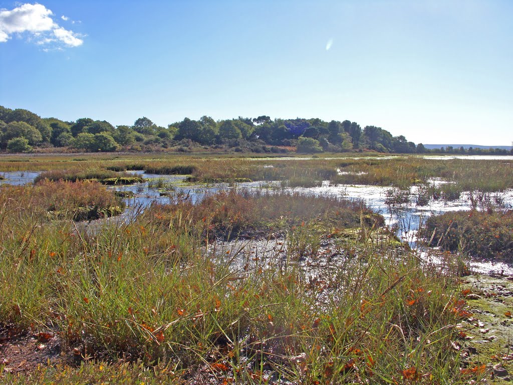 Marshes near Upton Country Park
