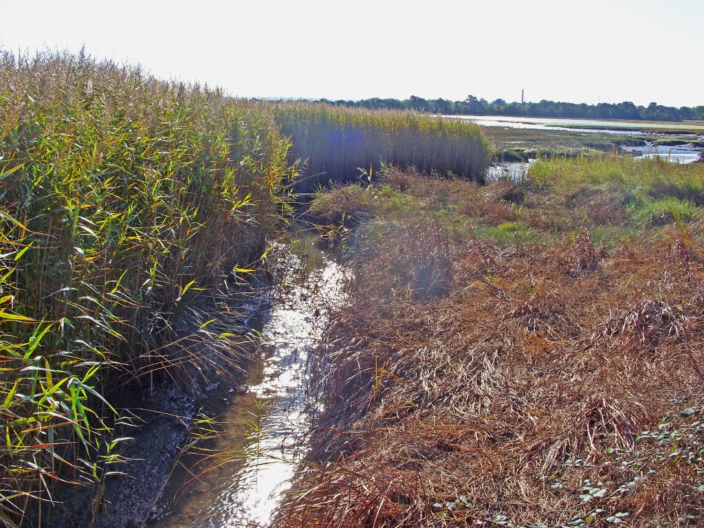 Marshes near Upton Country Park