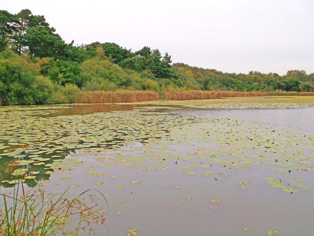 Hatch Pond