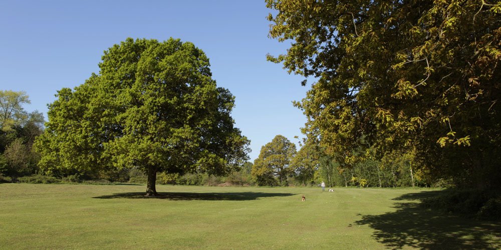 Oak Tree in Leslie Sears Park Wokingham