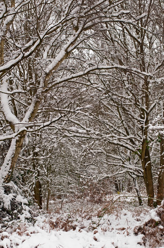 Snow in Wokingham