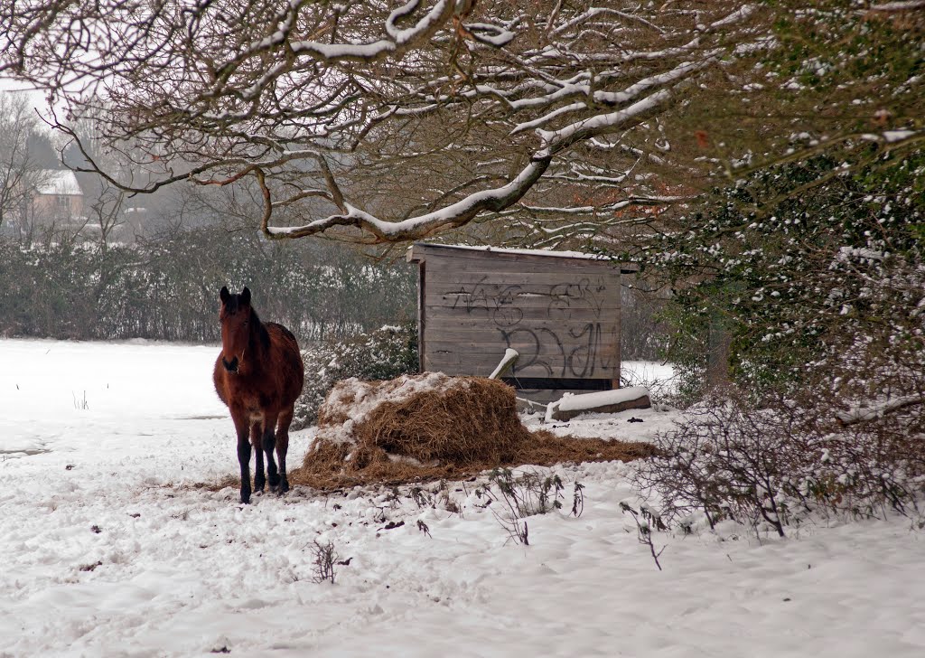 Snow in Wokingham