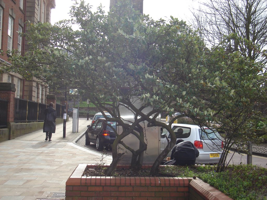 Nice tree near Wolverhampton University