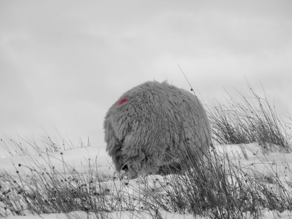 Snow Scape Glossop