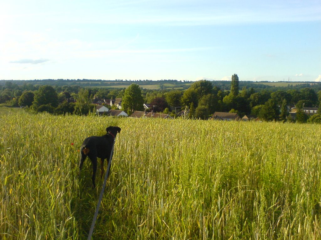 Farncombe Meadows