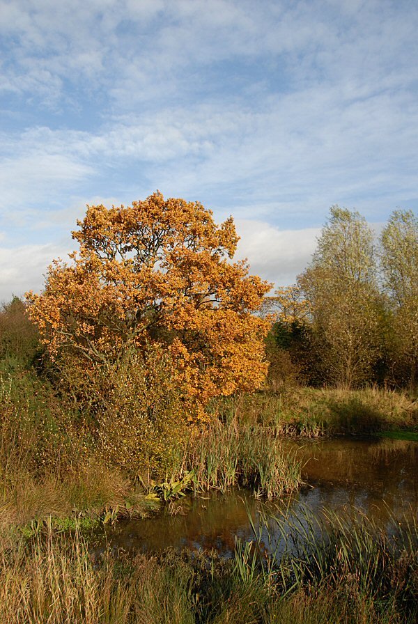Autumn Pond