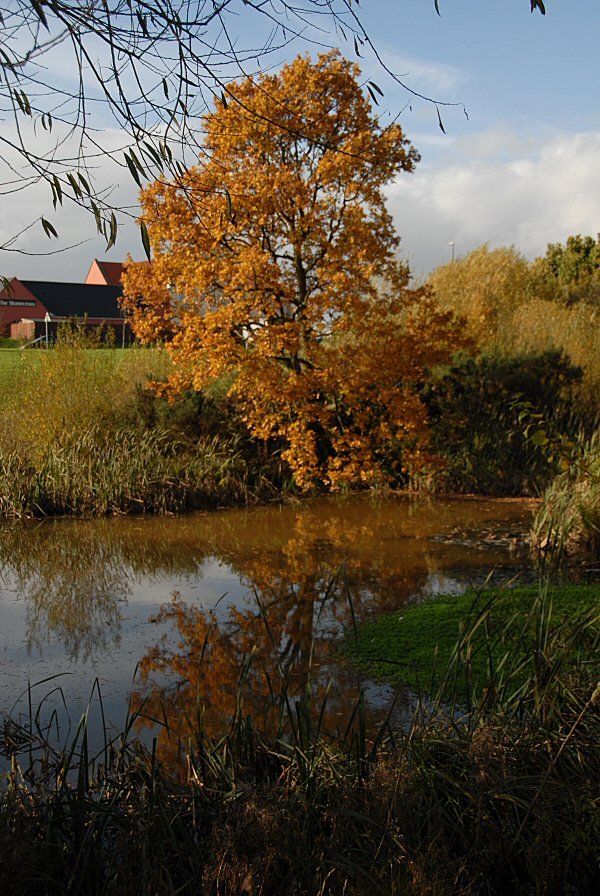 Pond