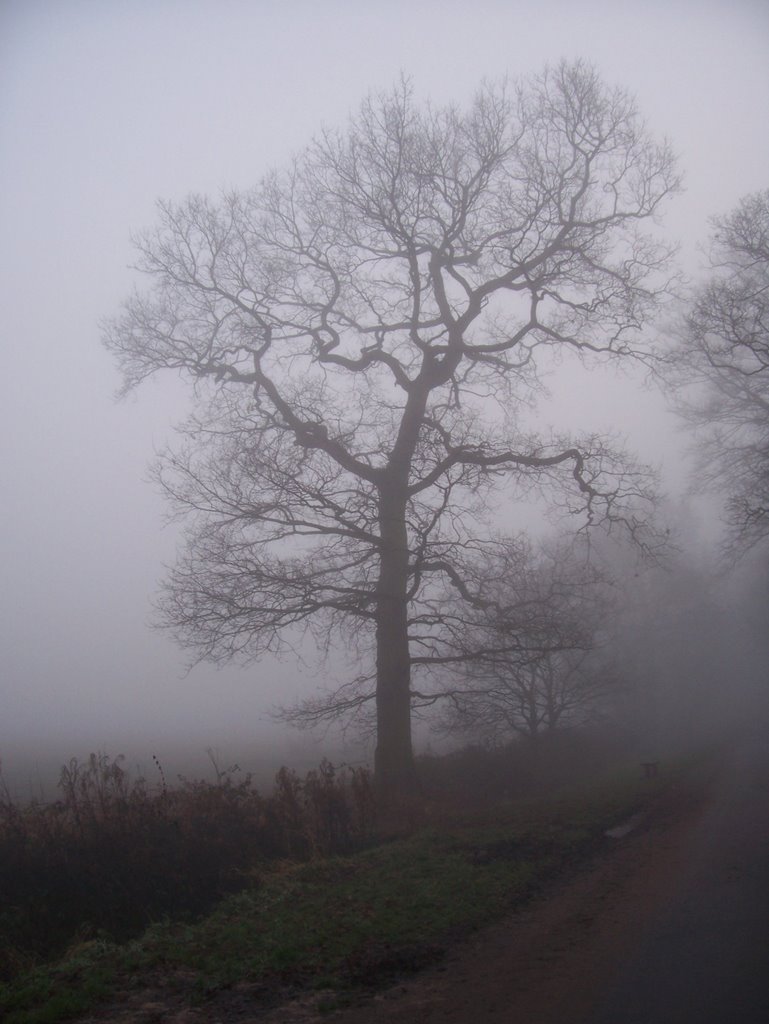 Another big old tree