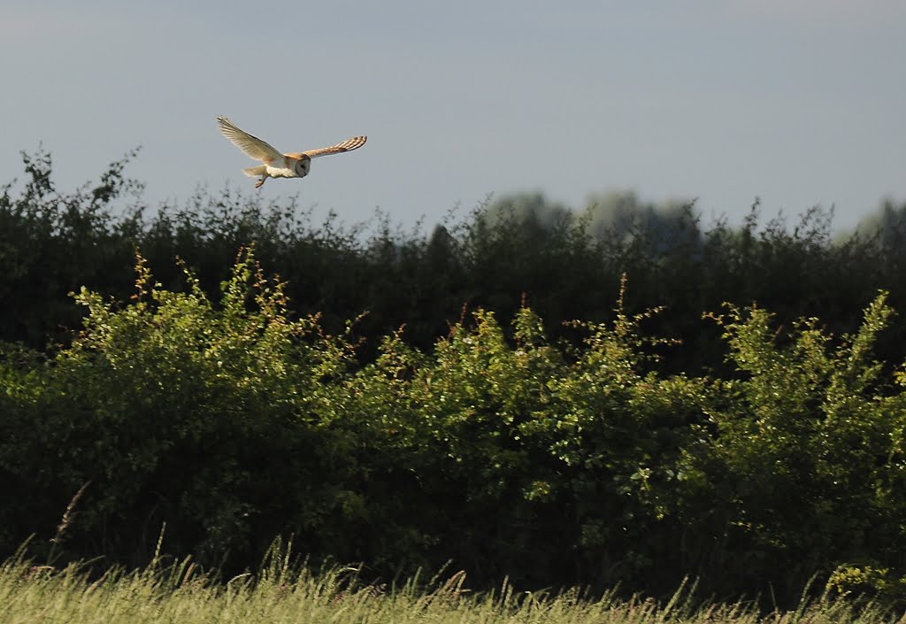 Barn Owl