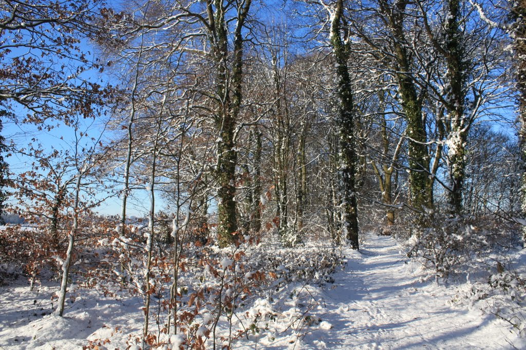 Woods at Haydock Park Racecourse