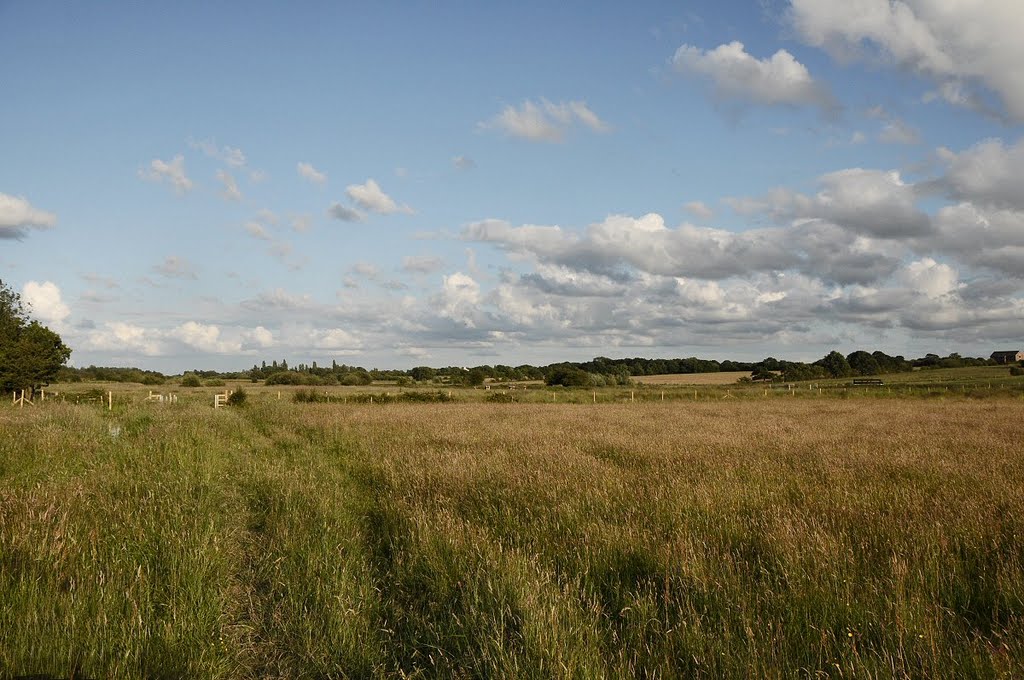 The Meadows