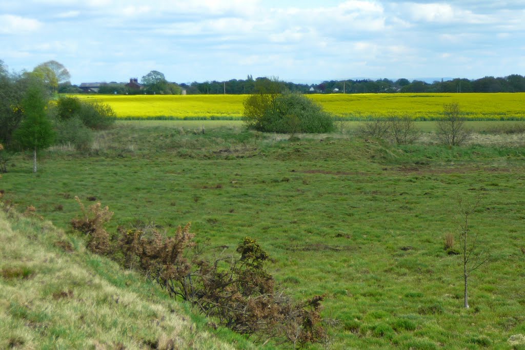 Canola crop
