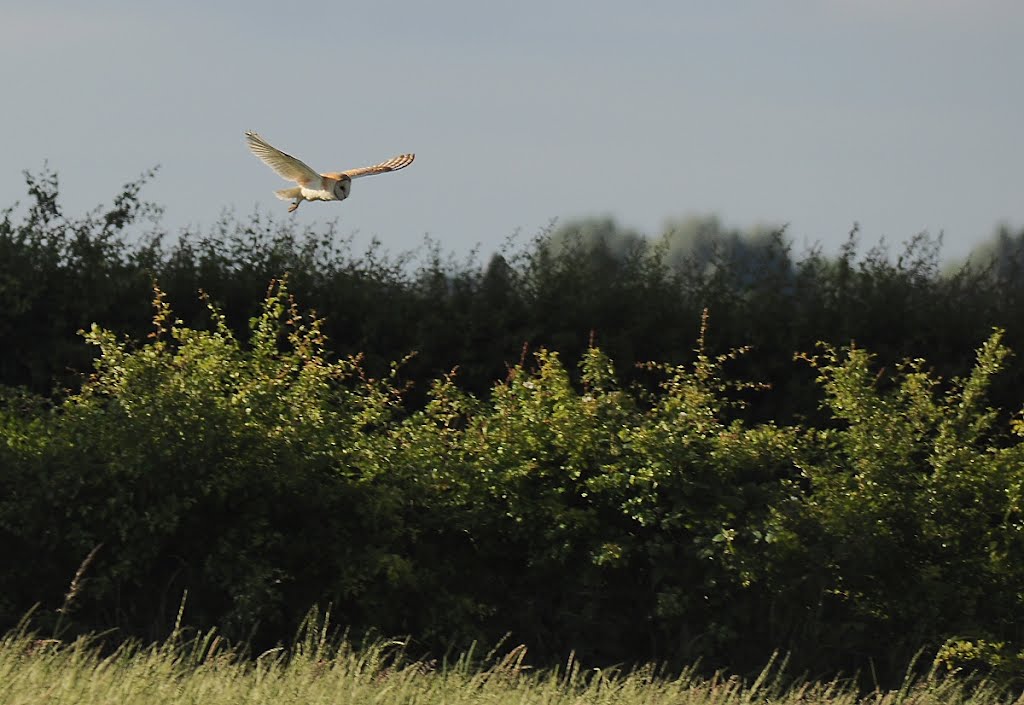 Barn Owl